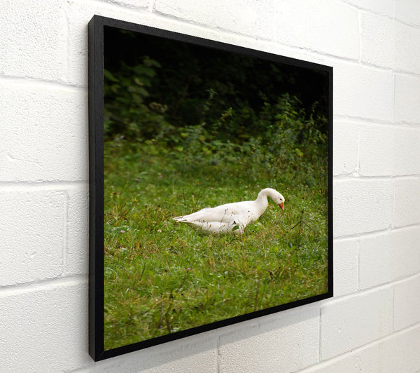 White Goose In Green Fields