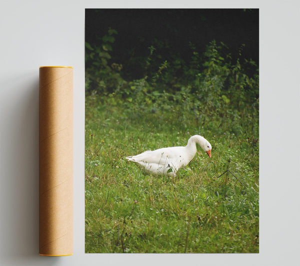 White Goose In Green Fields Giclee Print