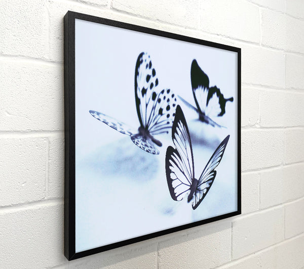 Blue Butterfly Flight