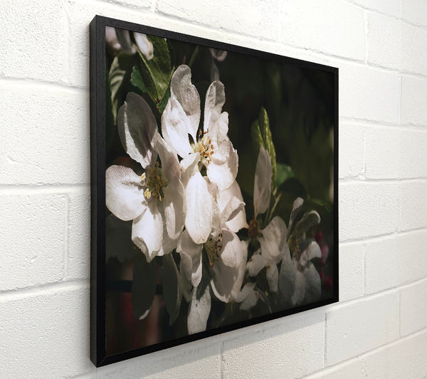 Ivory Apple Blossoms