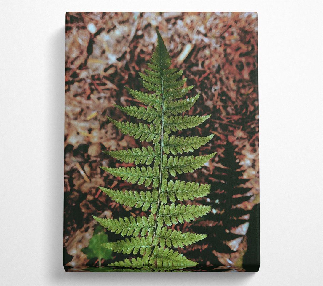 A Canvas Print of Emerald Fern Frond Canvas Wall Art