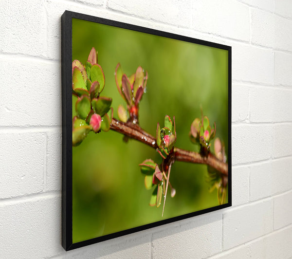 Green Bud Dewdrop