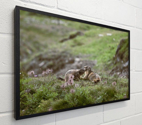 Green Meadow Marmots