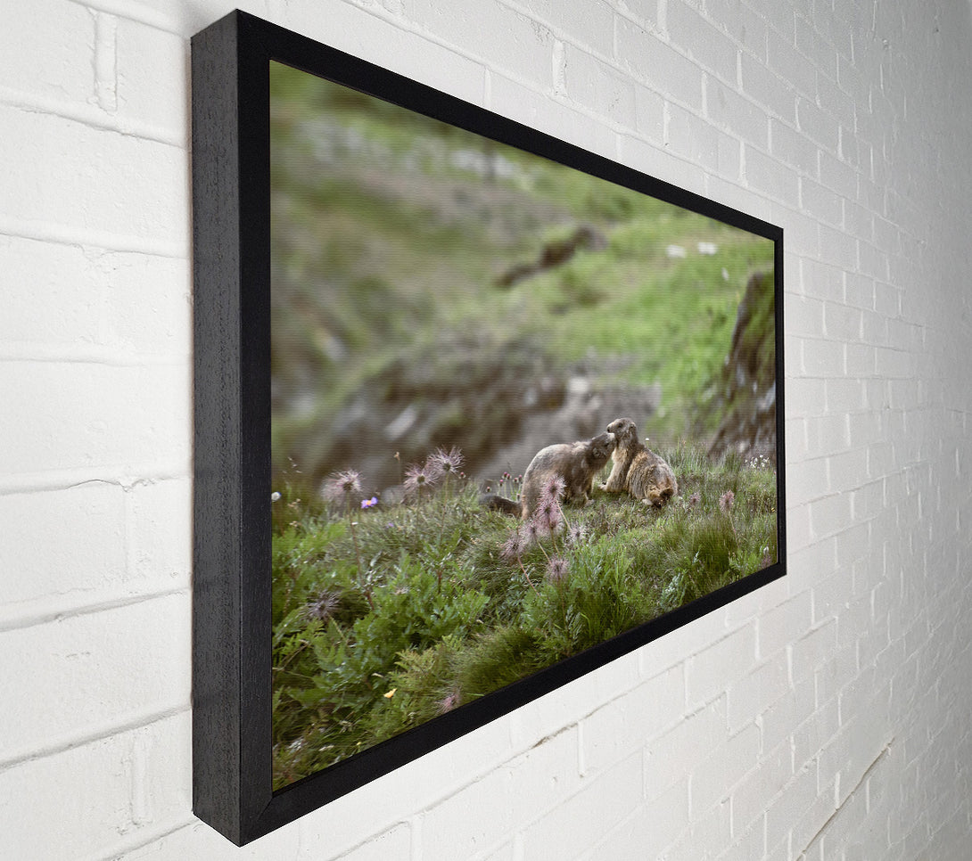  A Canvas Print of Green Meadow Marmots Canvas Art