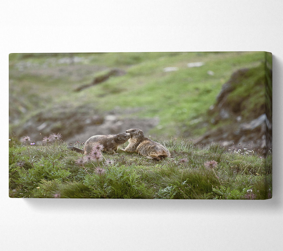  A Canvas Print of Green Meadow Marmots Canvas Art