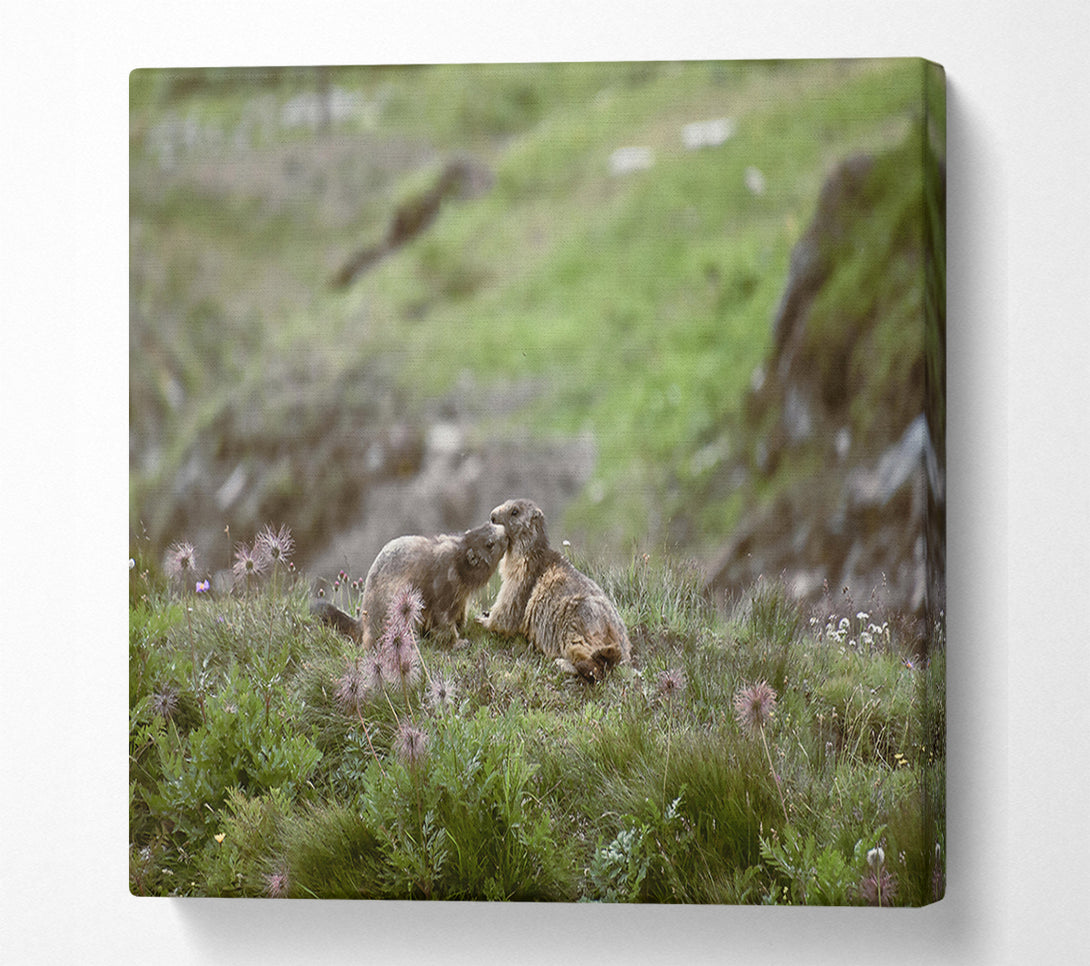  A Canvas Print of Green Meadow Marmots Canvas Art
