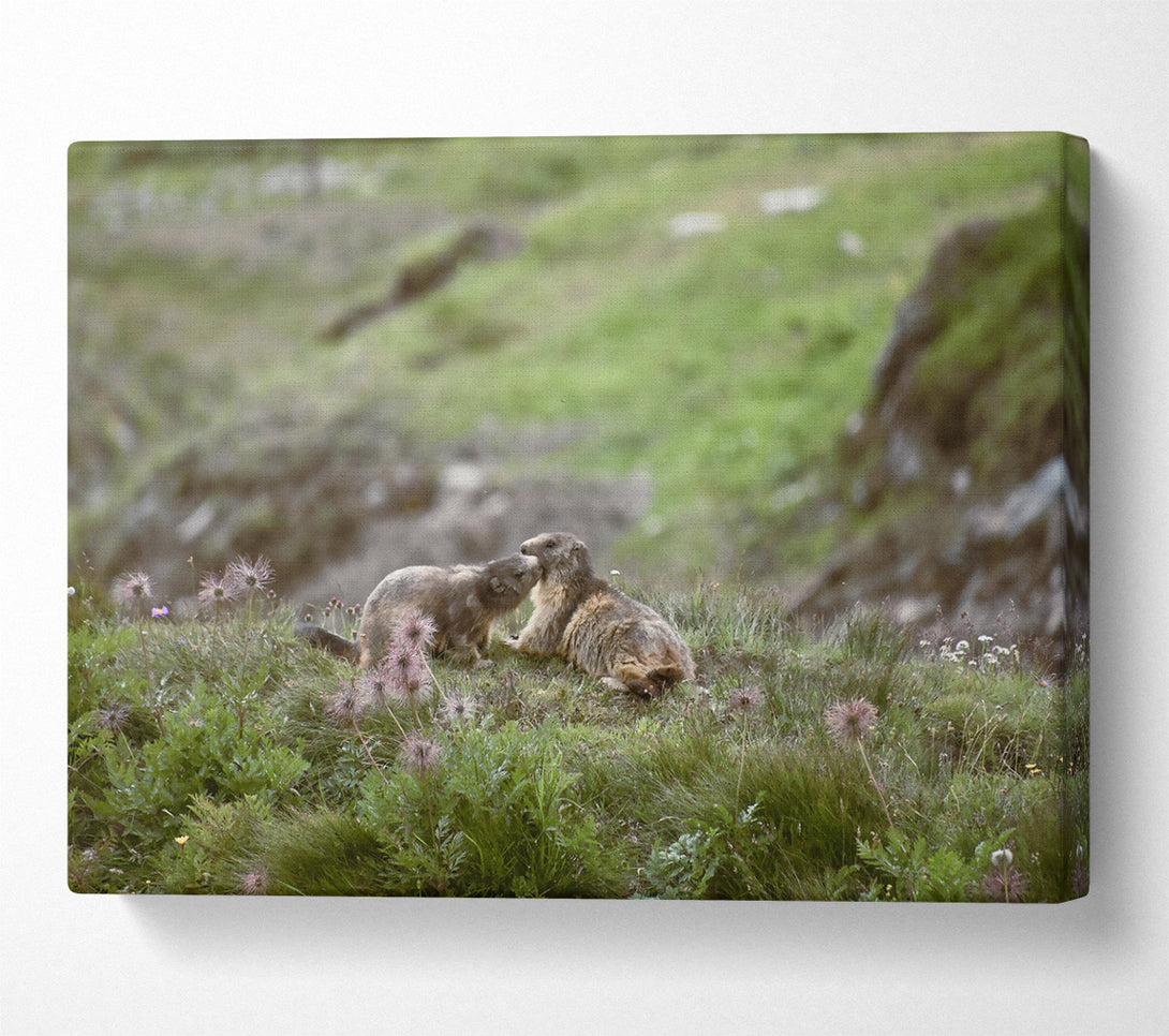  A Canvas Print of Green Meadow Marmots Canvas Art