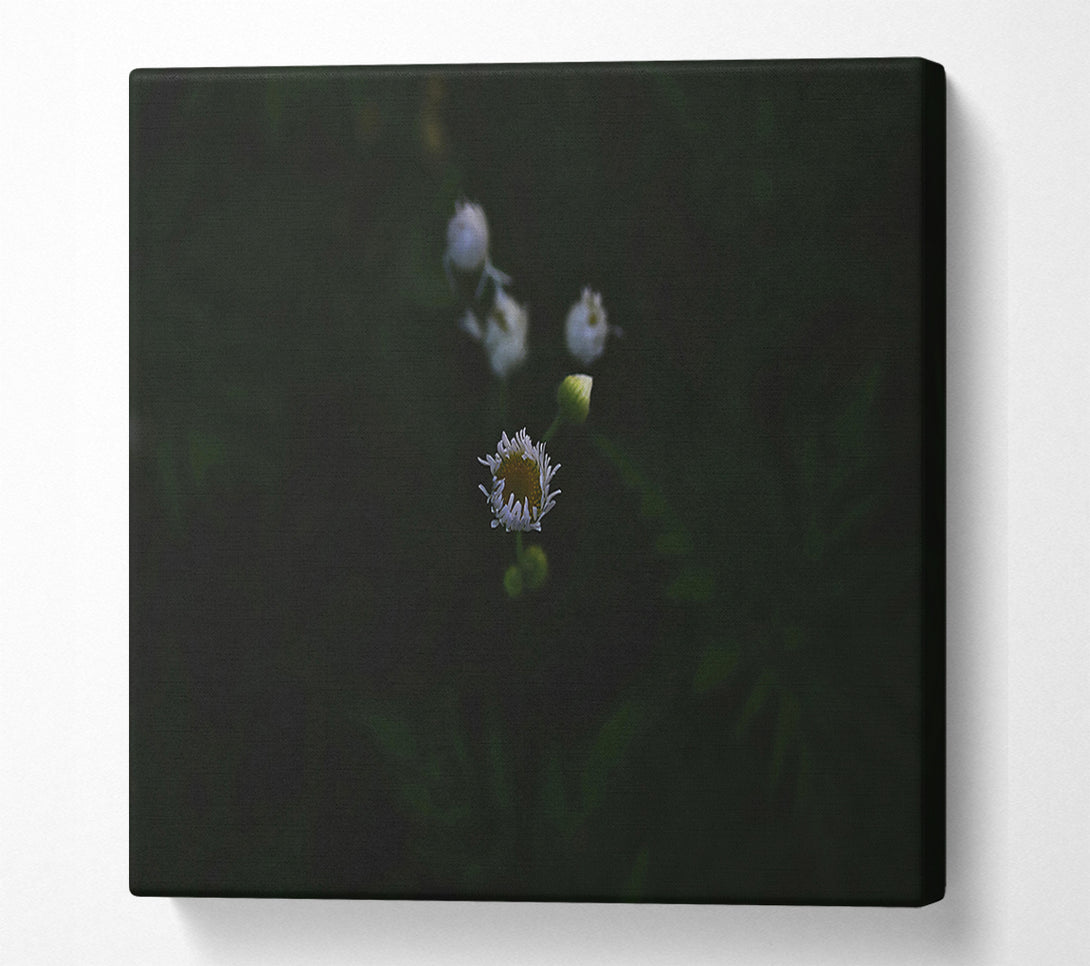  A Canvas Print of White Bloom In Darkness Canvas Art