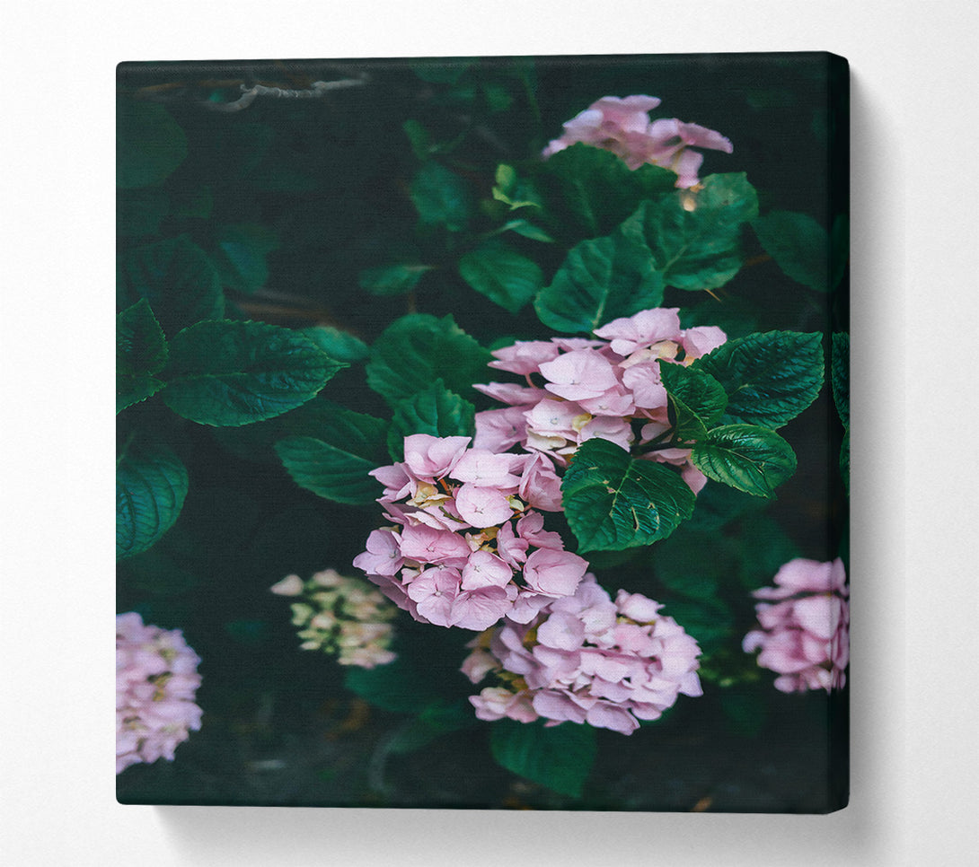  A Canvas Print of Pink Blooms In The Shade Canvas Print