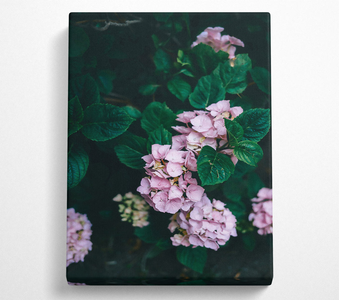  A Canvas Print of Pink Blooms In The Shade Canvas Print