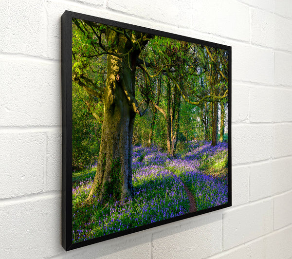 Purple Woodland Path