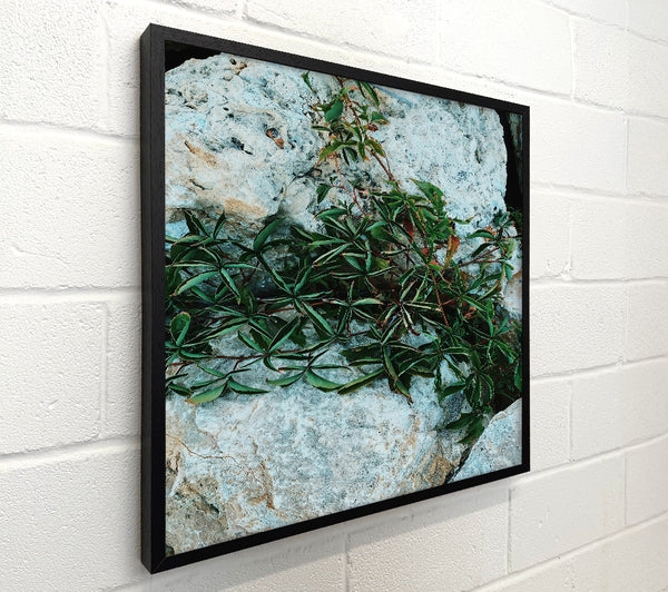 Green On Grey Stone