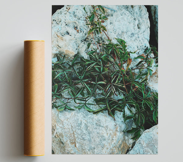 Green On Grey Stone Poster