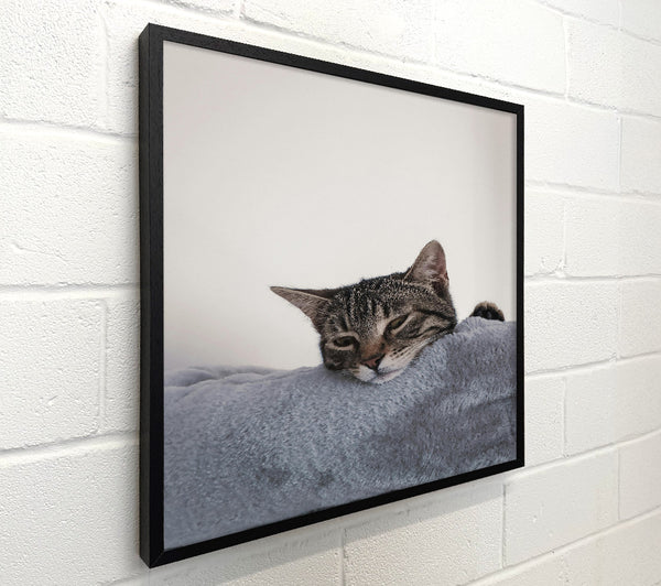 Grey Cat Nap