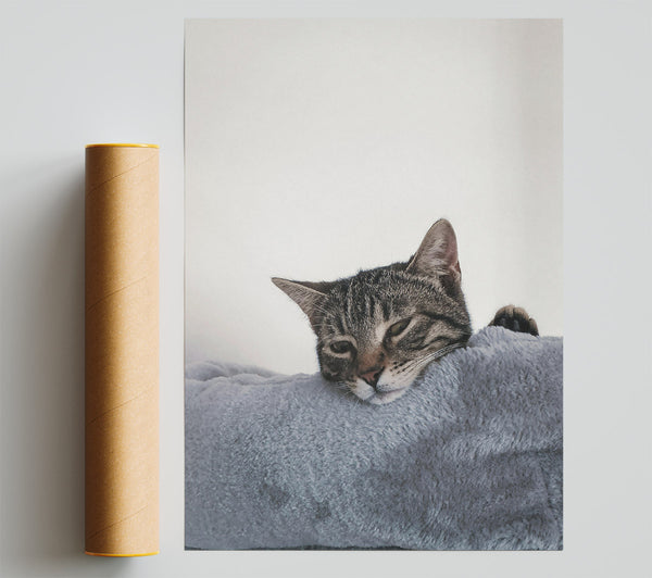 Grey Cat Nap Print