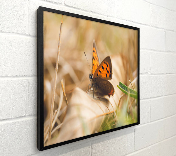 Copper Butterfly Resting