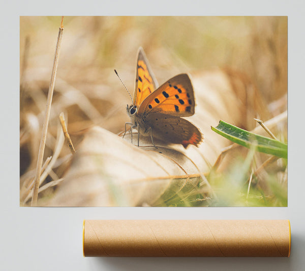 Copper Butterfly Resting Giclee Print