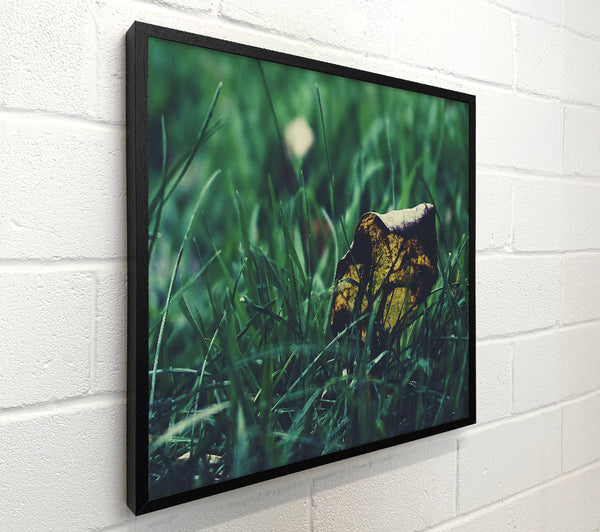 Green Grass Leaf