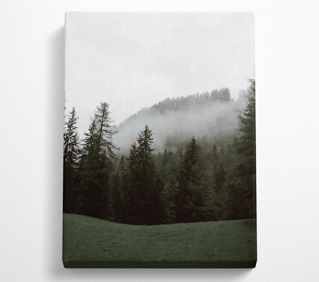  A Canvas Print of Green Foggy Pines Canvas Print