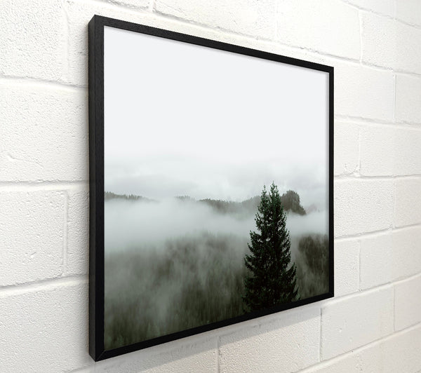 Green Mist Over Trees