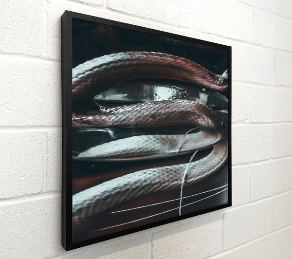 Silver Snake Coils