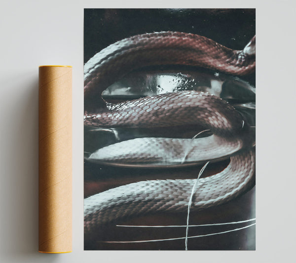 Silver Snake Coils Poster