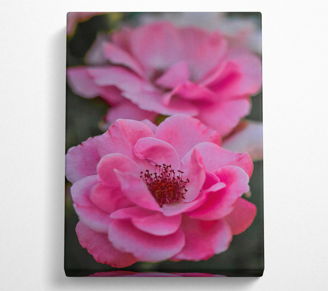  A Canvas Print of Fuchsia Flower Bloom Canvas Print