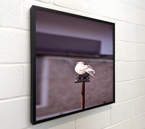 White Dove On Grey Pole