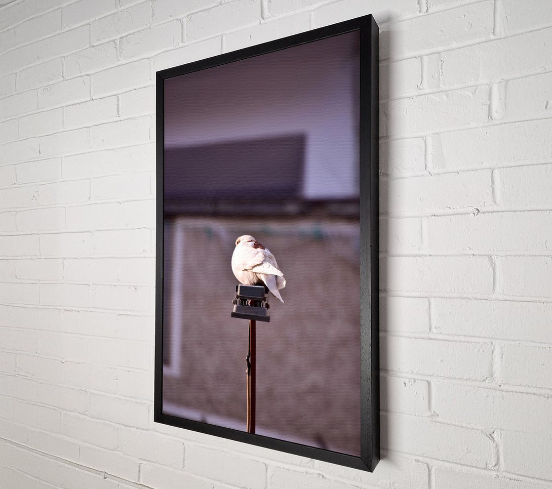  A Canvas Print of White Dove On Grey Pole Canvas Art