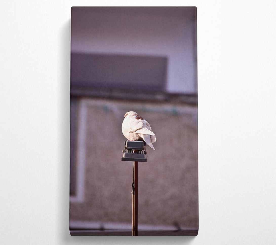  A Canvas Print of White Dove On Grey Pole Canvas Art