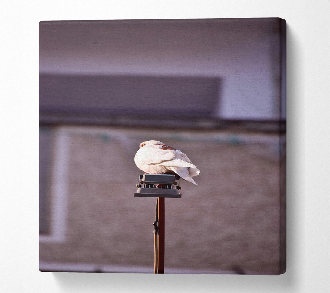  A Canvas Print of White Dove On Grey Pole Canvas Art