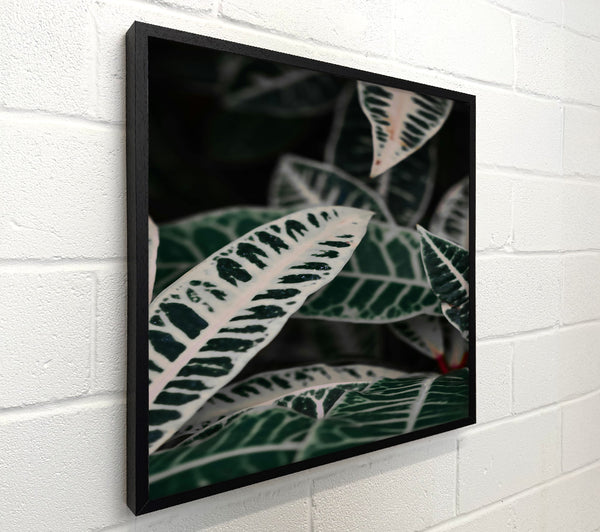 Green Veined White Leaves