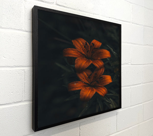 Copper Lily Bloom