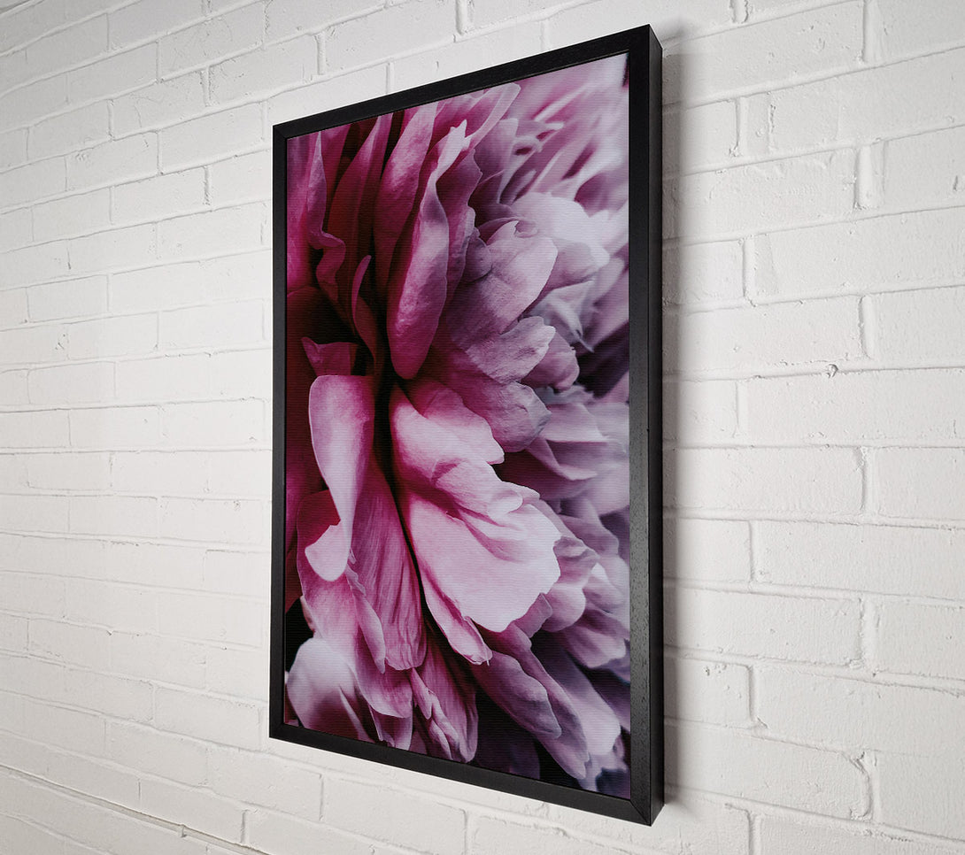  A Canvas Print of Crimson Petal Embrace Canvas Art
