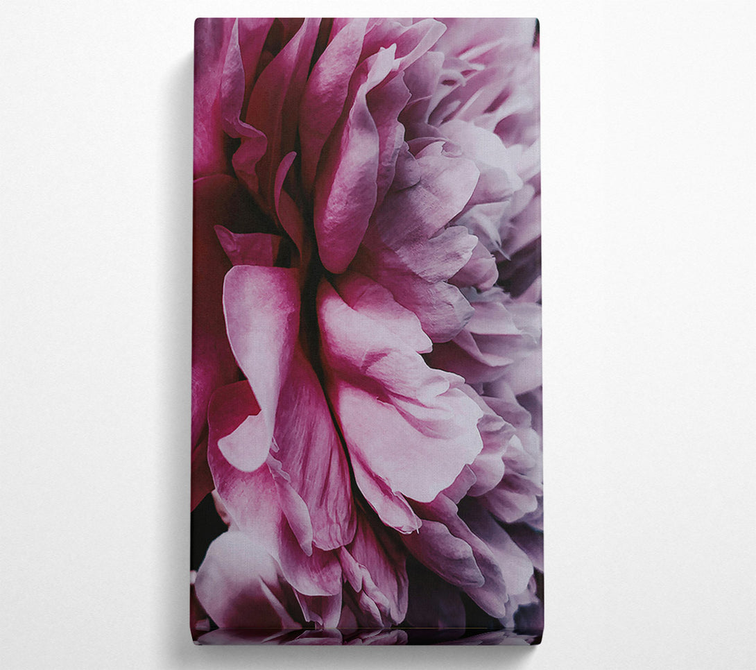  A Canvas Print of Crimson Petal Embrace Canvas Art