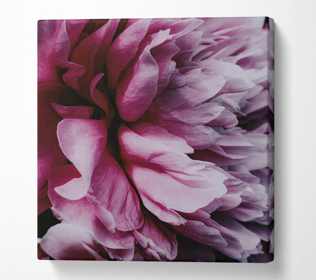  A Canvas Print of Crimson Petal Embrace Canvas Art