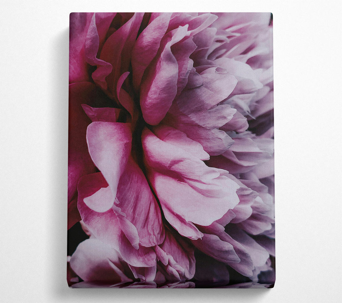  A Canvas Print of Crimson Petal Embrace Canvas Art