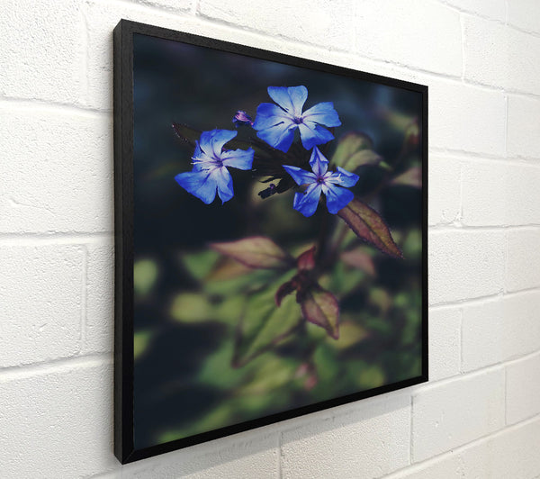 Azure Blooms In Shadow