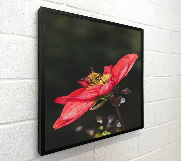 Crimson Bee Embrace