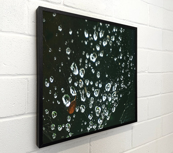Silver Dewdrops On Black Web
