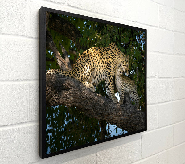 Golden Leopard Love
