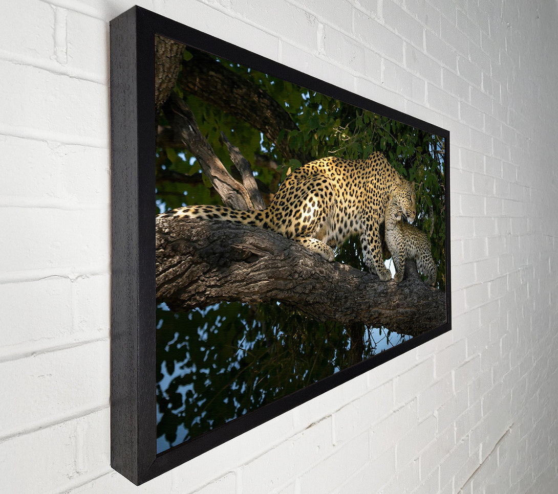  A Canvas Print of Golden Leopard Love Canvas Print