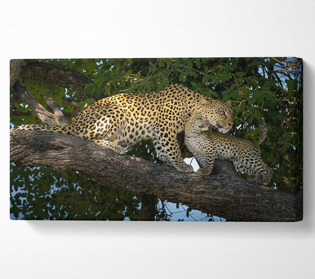  A Canvas Print of Golden Leopard Love Canvas Print