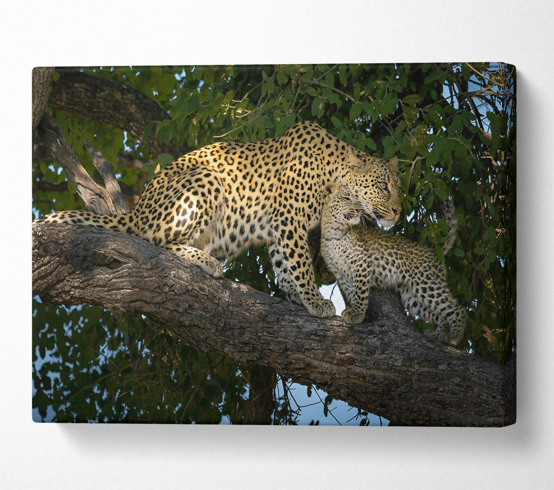  A Canvas Print of Golden Leopard Love Canvas Print