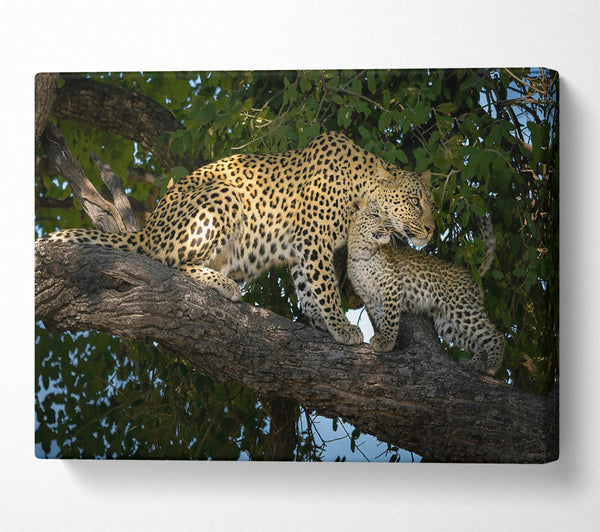  A Canvas Print of Golden Leopard Love Canvas Print