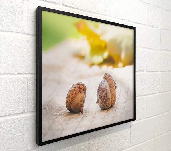 Brown Acorns On Linen