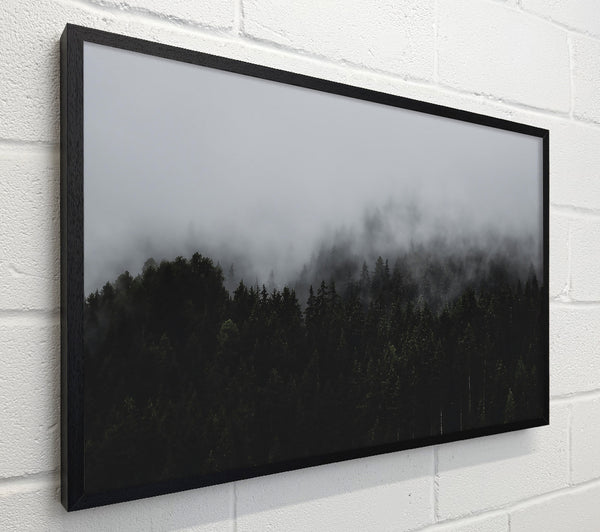 Gray Foggy Forest