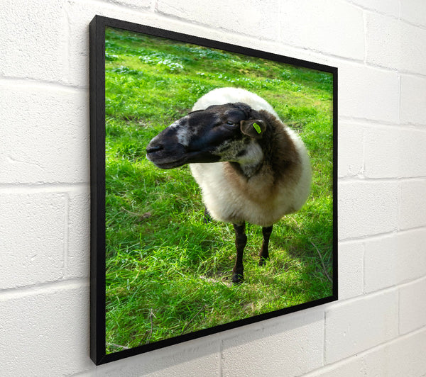 Black Sheep In Green Grass