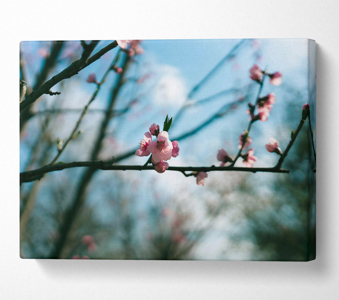  A Canvas Print of Pink Blossom Branch Canvas Print