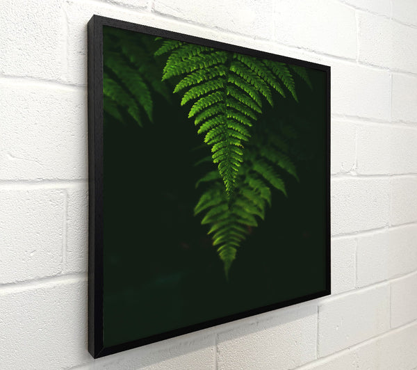 Emerald Fern Silhouette